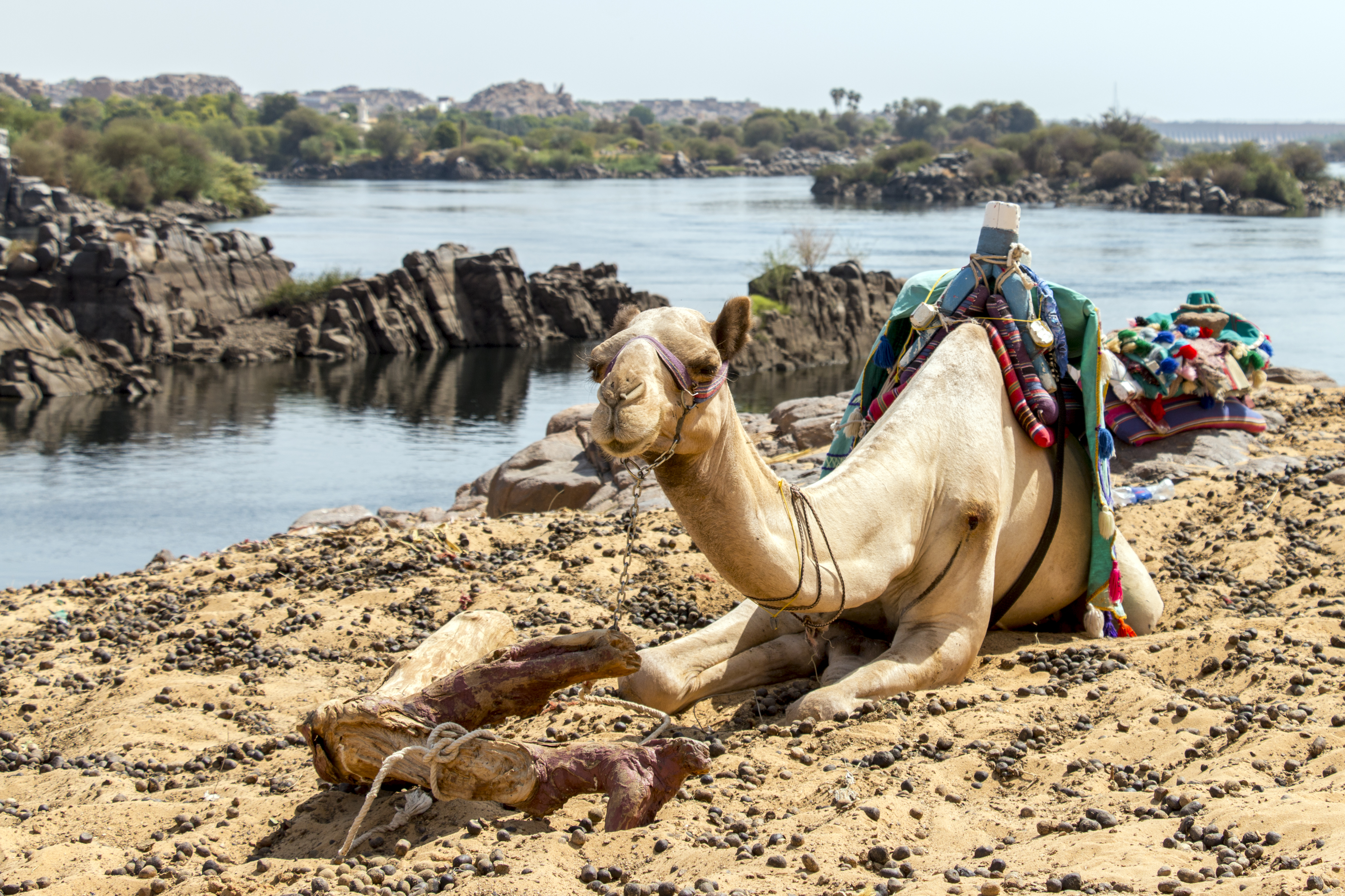 Camel Ride